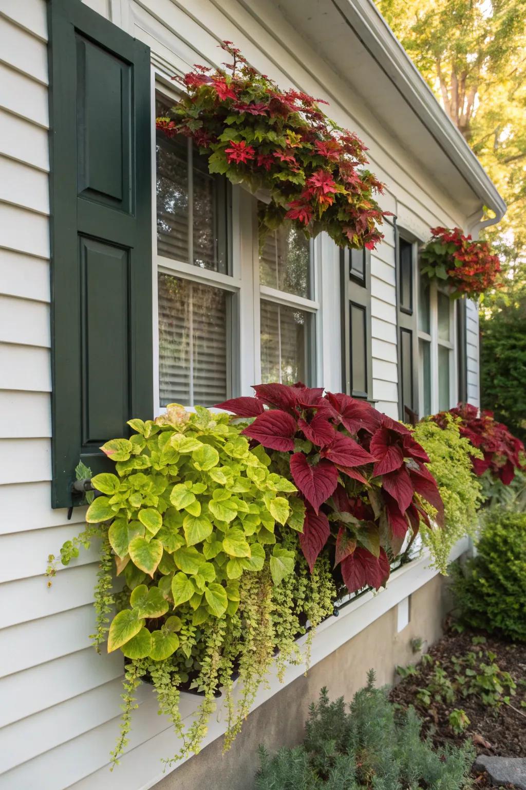 Painted Nettle allows for seamless seasonal transitions in window boxes.