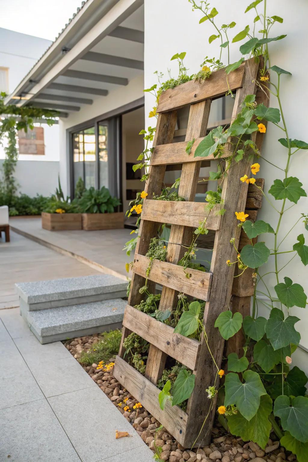With a rustic shipping skid trellis, you can transform your garden where simplicity meets natural beauty.