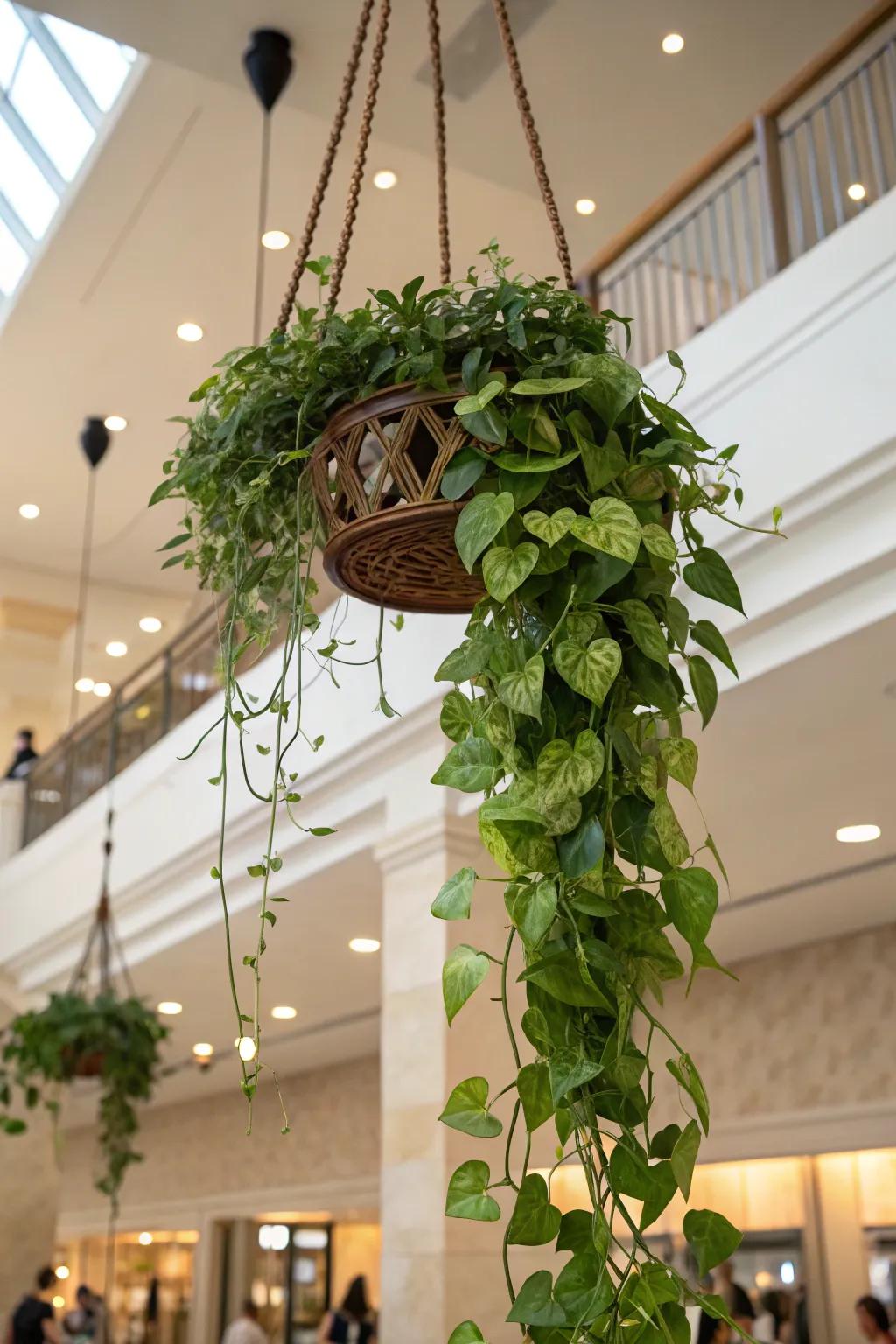 An exotic garden containing cascading pothos vines.