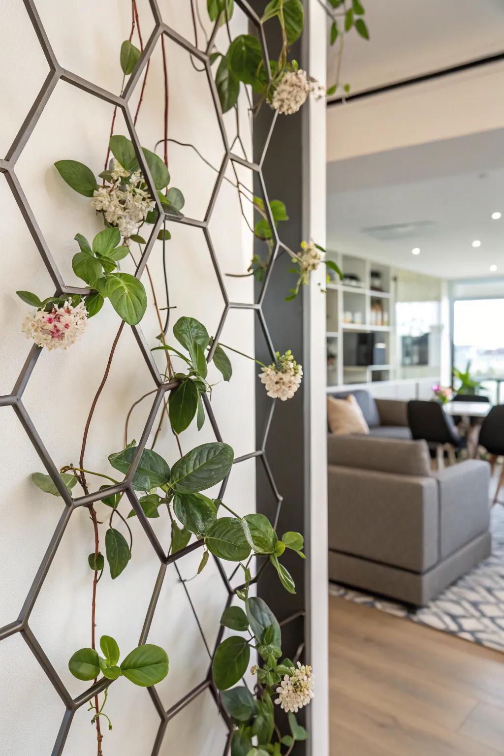 A chic urban apartment featuring a Hoya on hexagonal climbing frames.