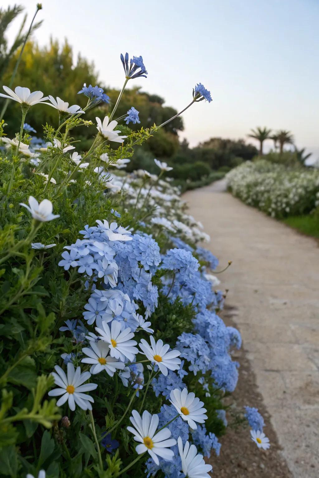 A soothing garden vista featuring azure Skyflower and ivory starburst blossoms.