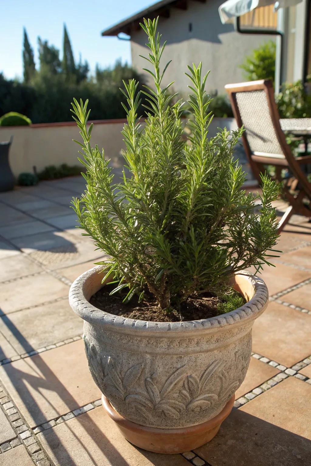 Alpine thriving with resilient beauty in the sun. <strong><em>The plant’s beauty is simply stunning.</em></strong>” loading=”lazy” class=”pimg”>
	</picture><figcaption>Alpine thriving with resilient beauty in the sun. <strong><em>The plant’s beauty is simply stunning.</em></strong></figcaption></figure>
<p>Alpine is as beautiful as it is resilient, thriving in full sun with minimal care. I enjoy its aromatic foliage and the way it complements other plants, enhancing the overall beauty of my garden. <strong><em>Its resilience is truly remarkable.</em></strong></p>
<h3>You might give these a try:</h3>
<ul class=