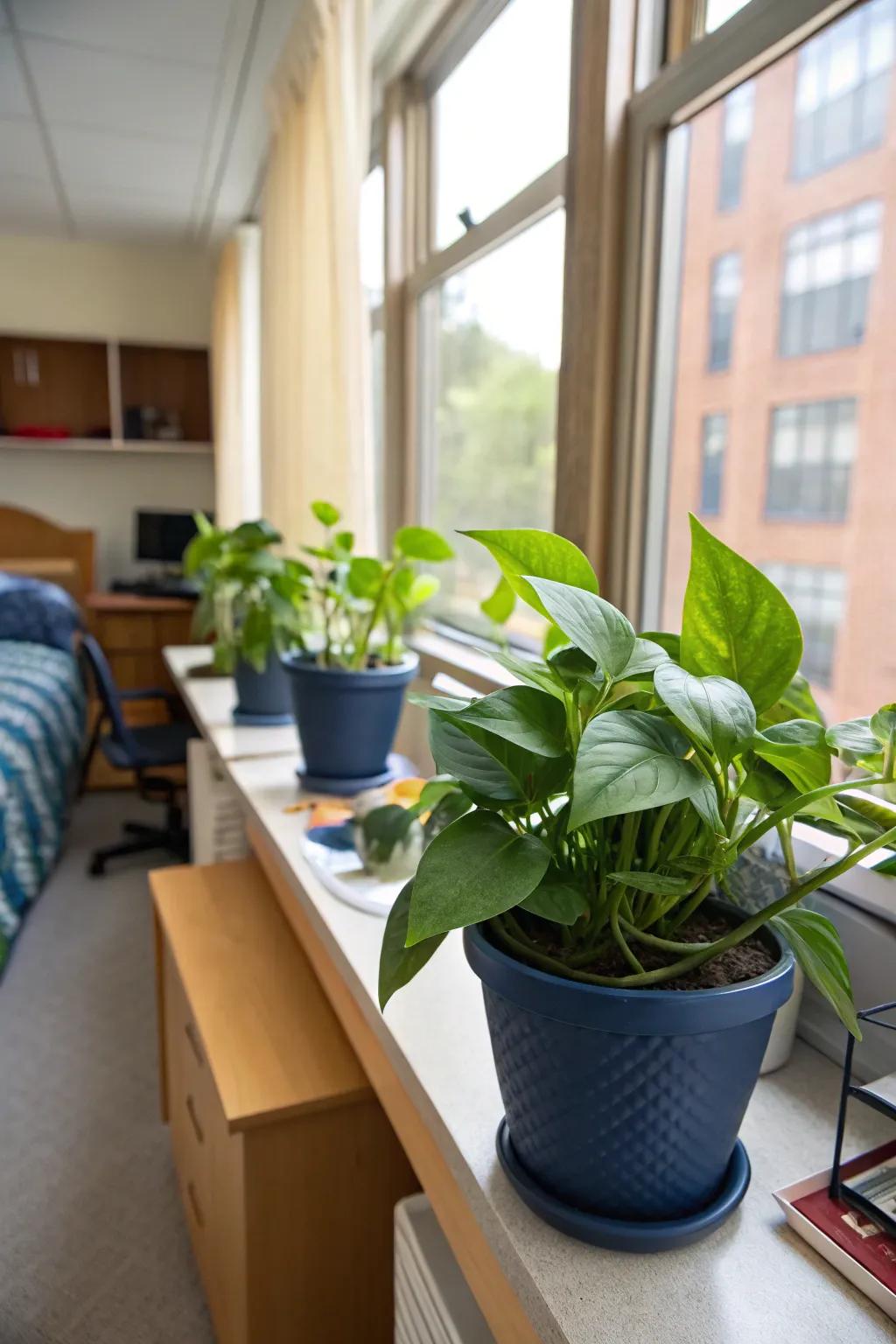 Verdant plants in navy pots usher in nature and tranquility indoors.