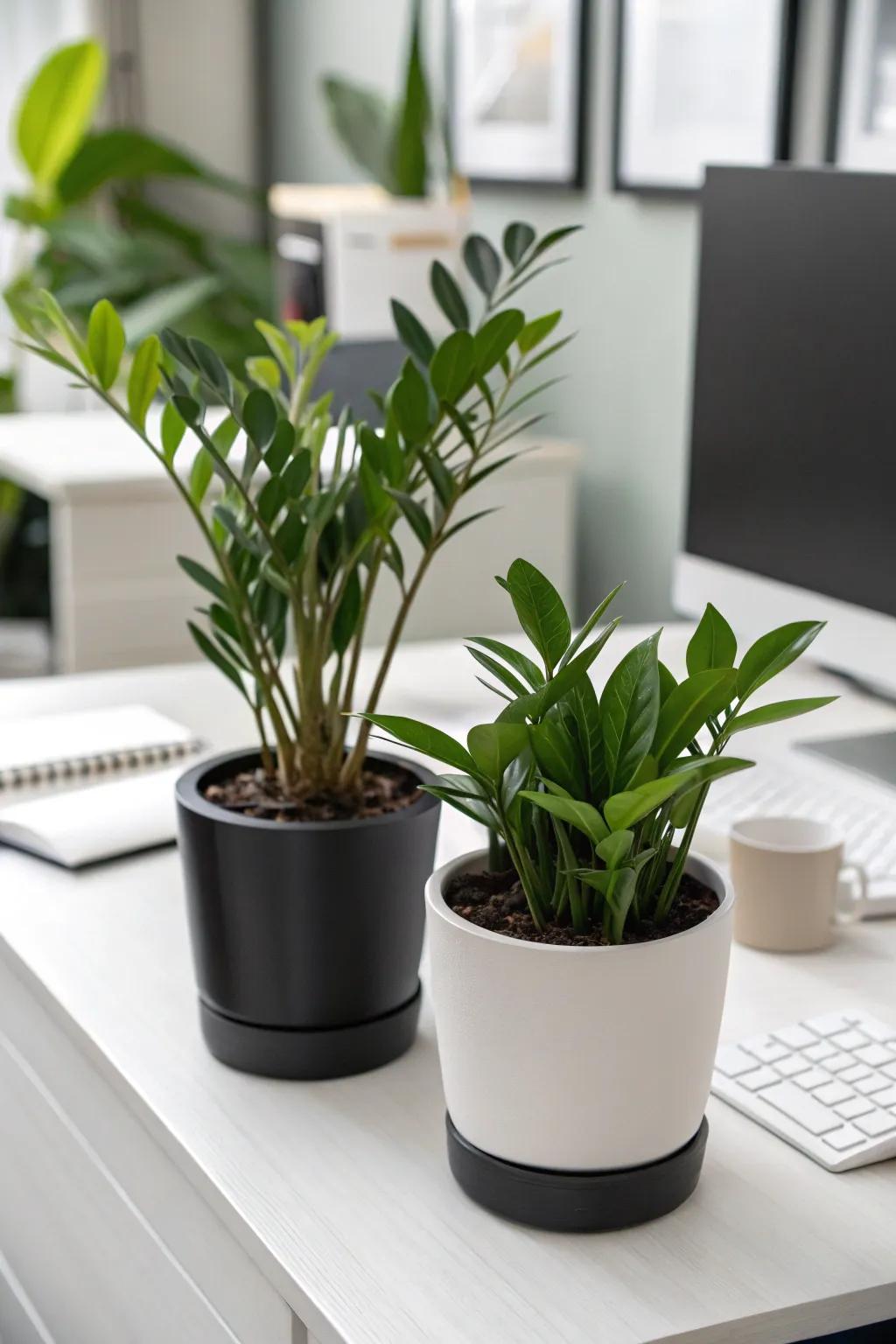 Achieve sophistication through monochrome plant arrangements.