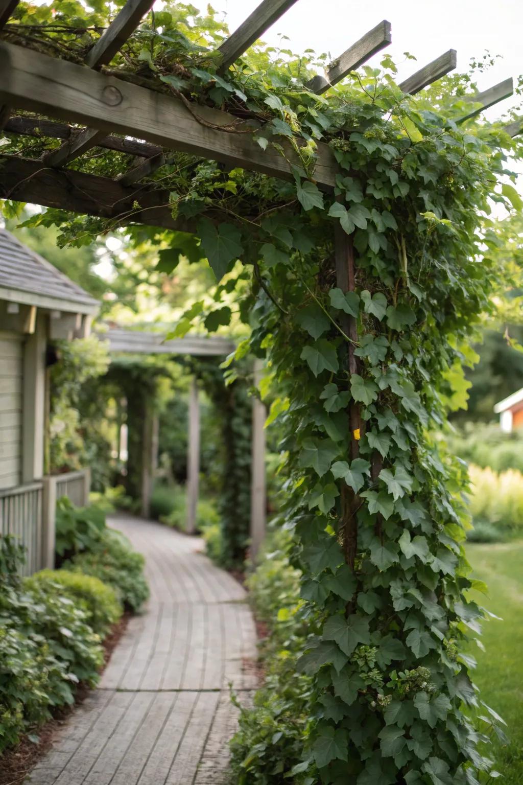 Relish year-round solitude through evergreen climbers across your trellis.