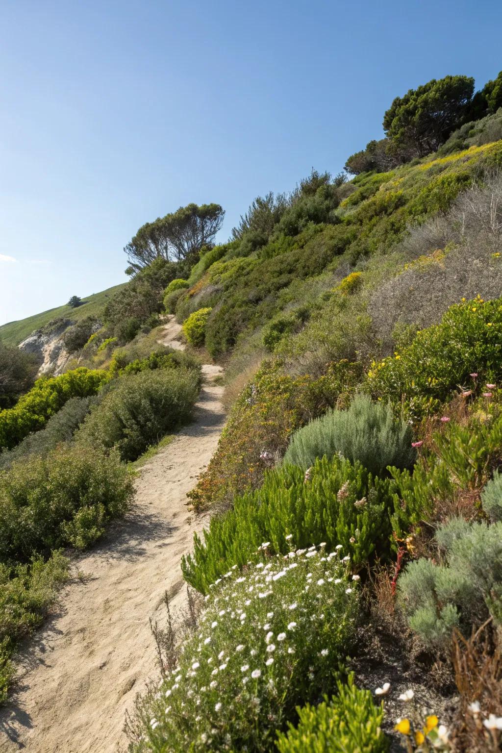 Native flora flourishes across this thoughtfully planned slope.