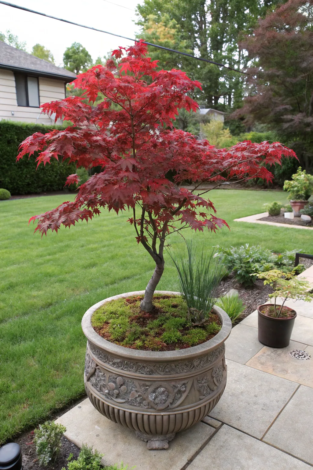 Striking Maple Tree Ideas for Your Outdoor Space